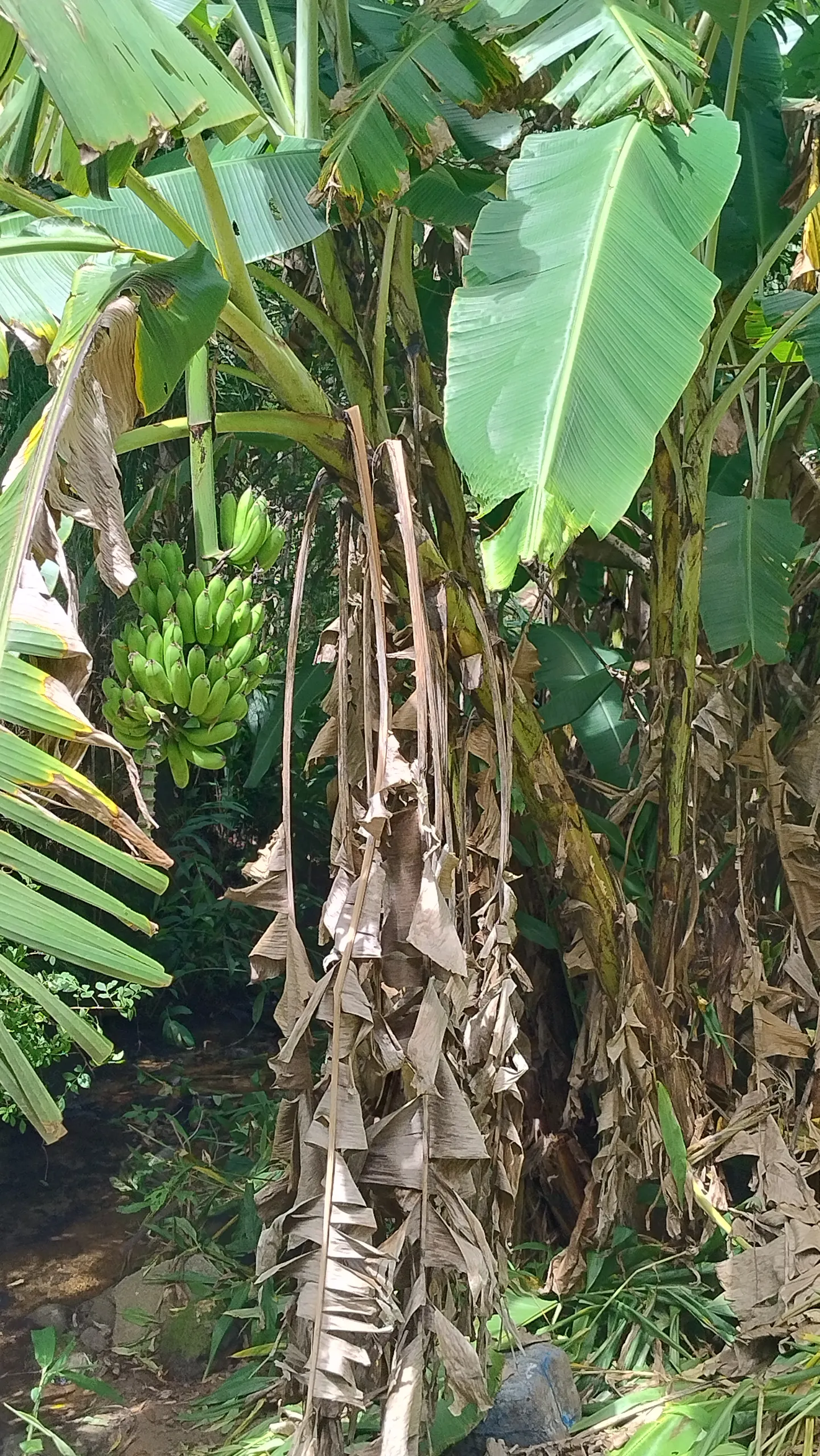 Small farm for sale of 7 acres in Bom Sucesso de Itararé, SP, Brazil
