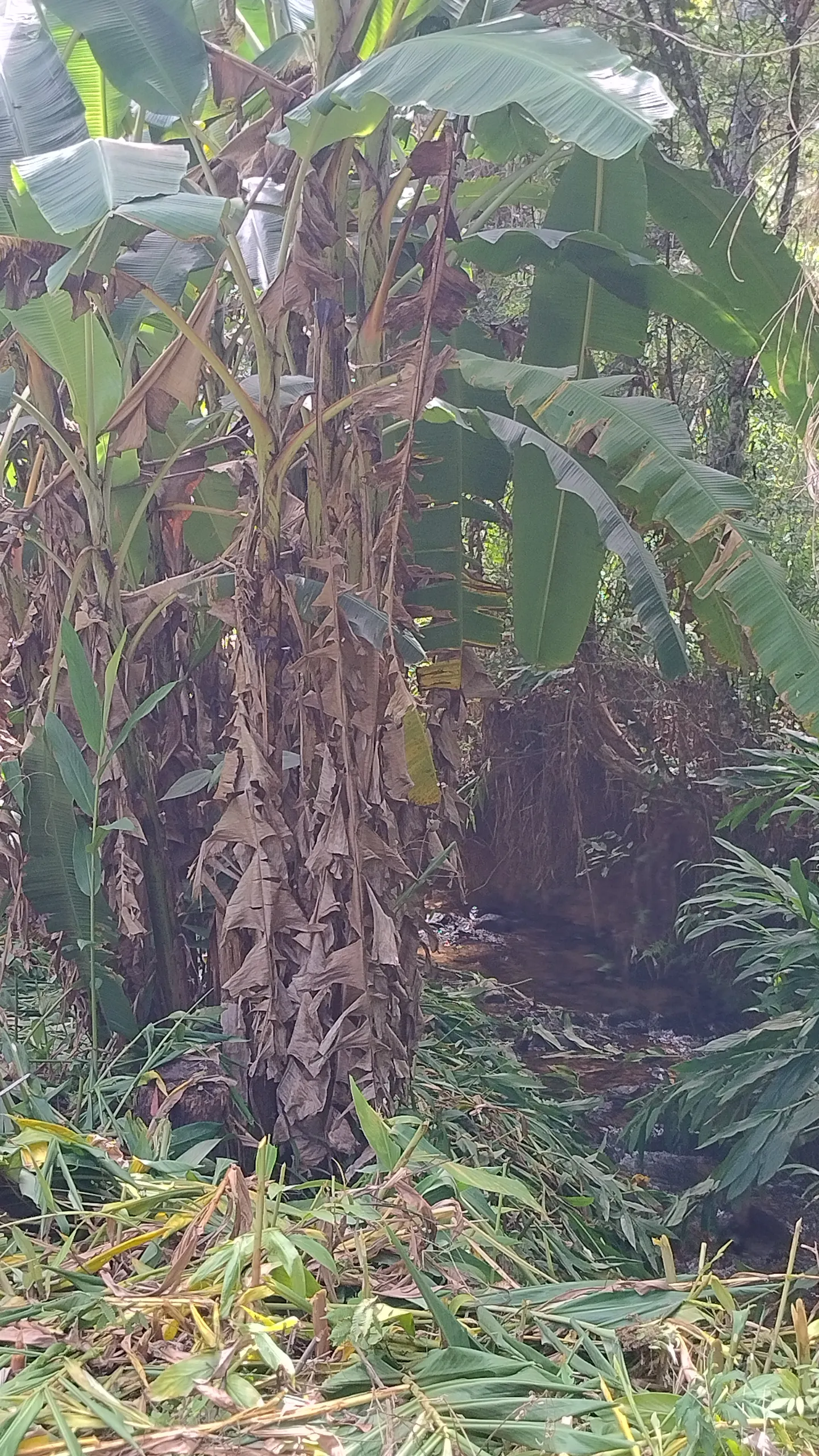 Small farm for sale of 7 acres in Bom Sucesso de Itararé, SP, Brazil