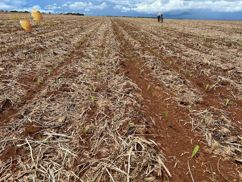 Fazenda à venda de 850 ha em Sapezal, MT, Brasil