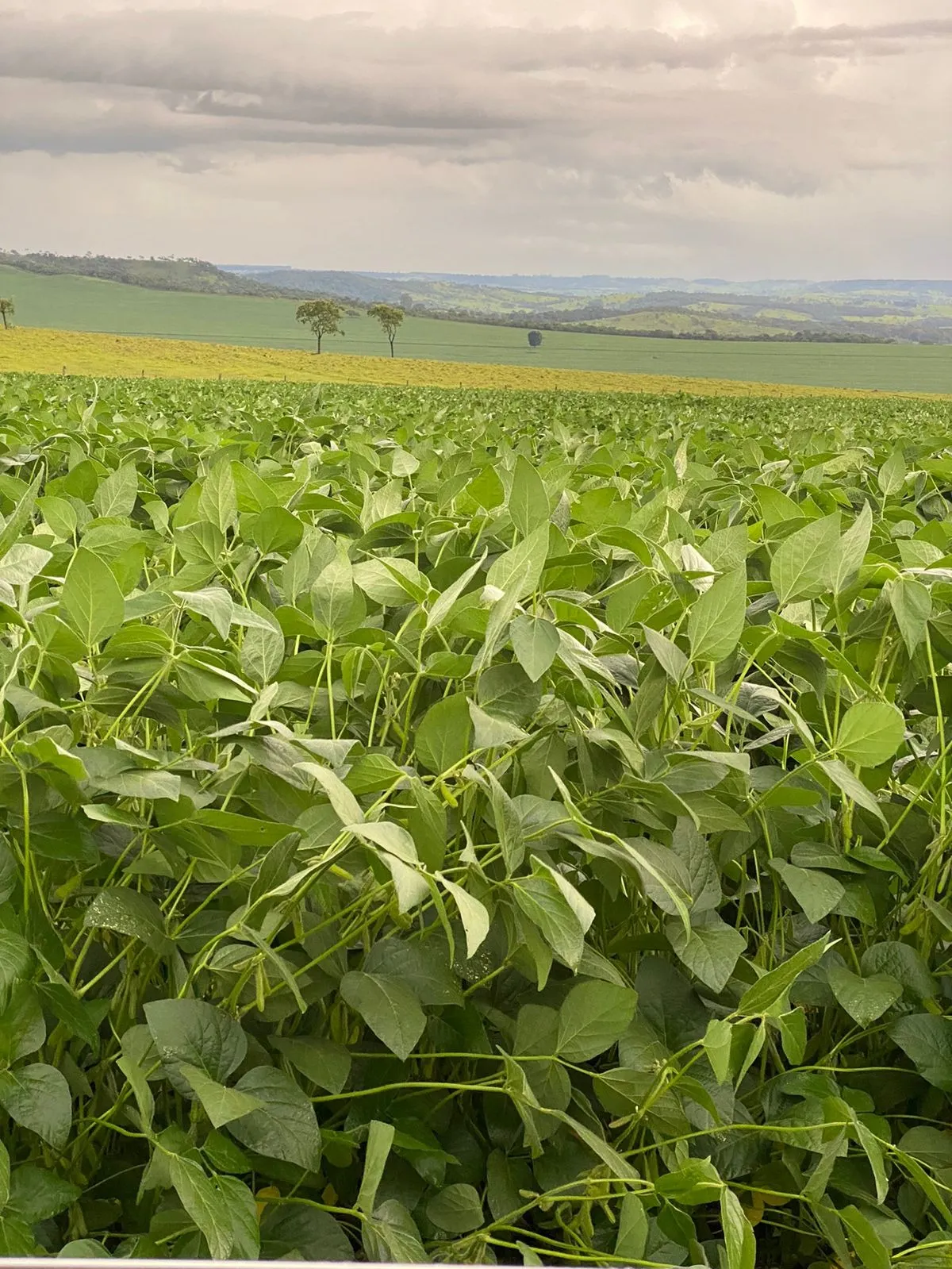 Fazenda à venda de 1.253 ha em Corumbá de Goiás, GO, Brasil