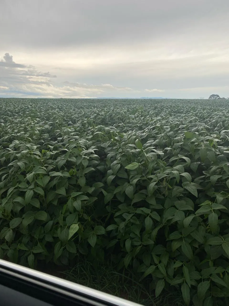 Fazenda à venda de 1.253 ha em Corumbá de Goiás, GO, Brasil