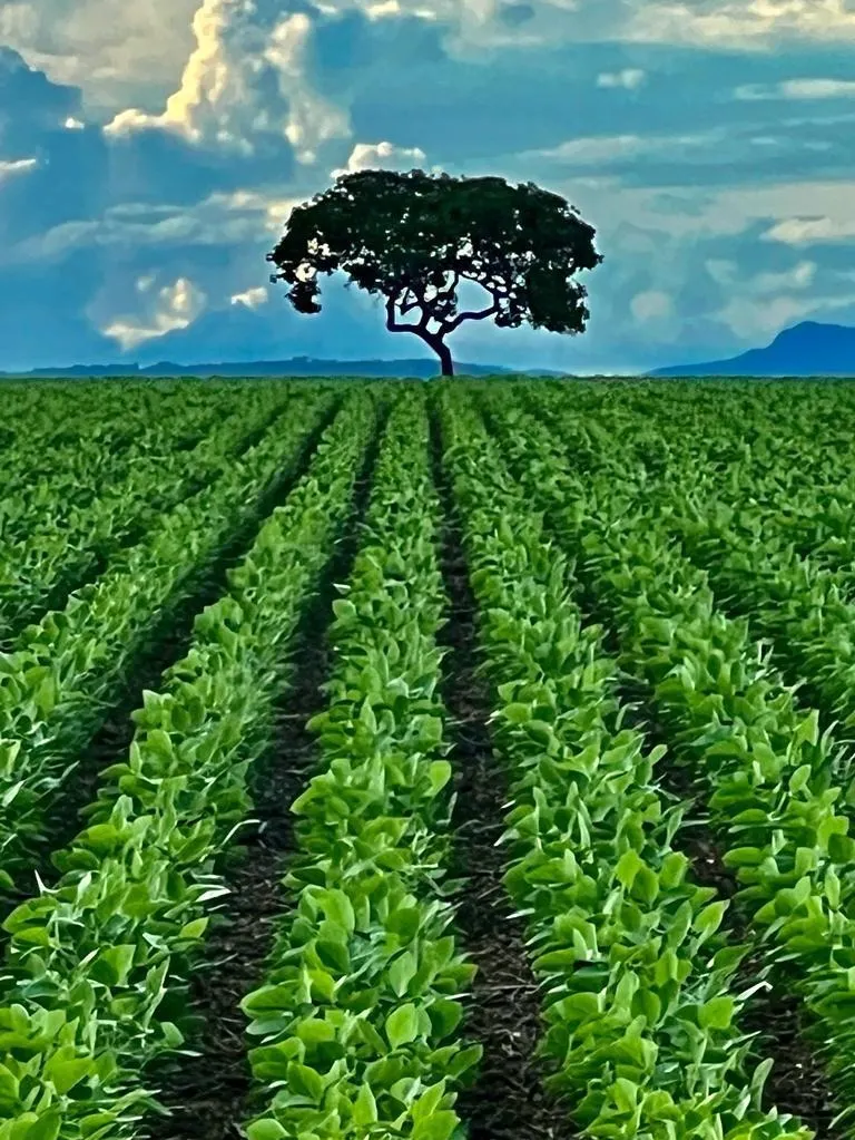 Fazenda à venda de 1.253 ha em Corumbá de Goiás, GO, Brasil