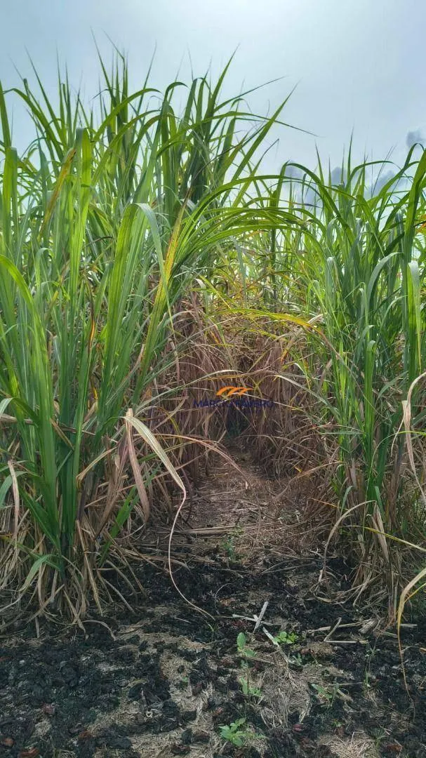 Fazenda à venda de 137 ha em São Pedro, SP, Brasil