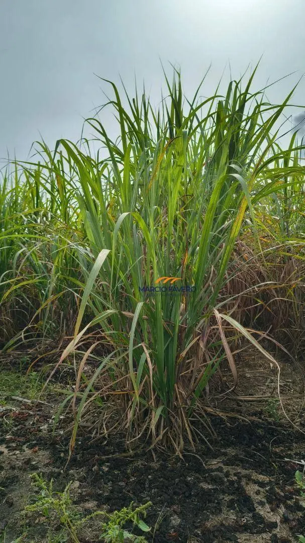 Fazenda à venda de 137 ha em São Pedro, SP, Brasil