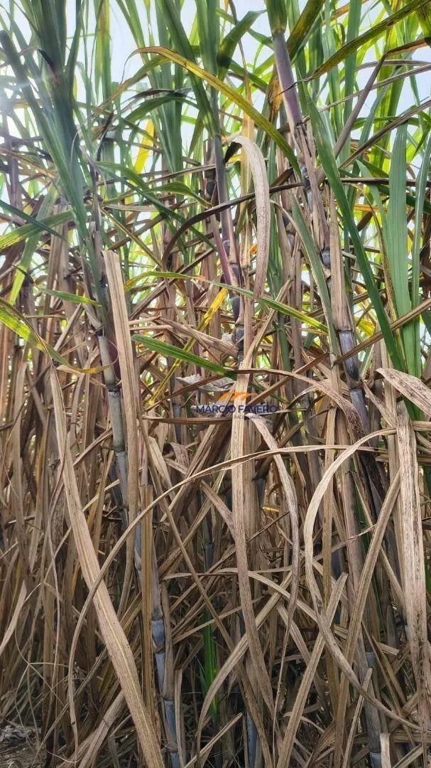 Fazenda à venda de 137 ha em São Pedro, SP, Brasil
