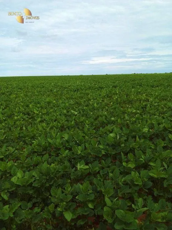 Fazenda à venda de 1.145 ha em Diamantino, MT, Brasil
