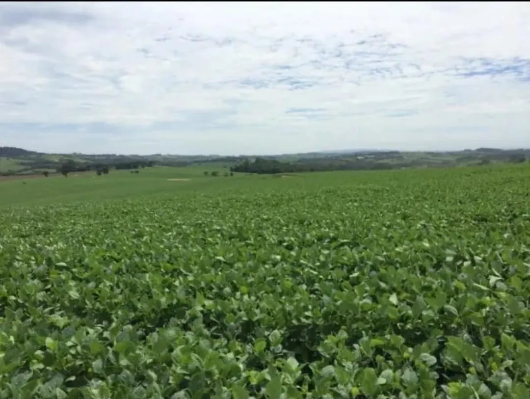 Sítio à venda de 47 ha em Itapetininga, SP, Brasil