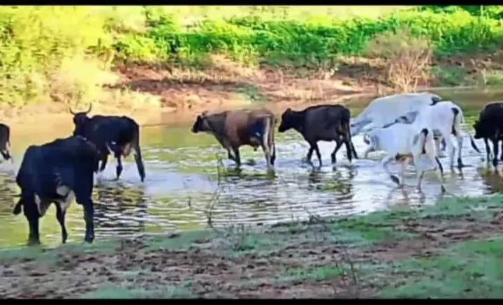 Terreno à venda e para Arrendar de 17 ha em Ibotirama, BA, Brasil