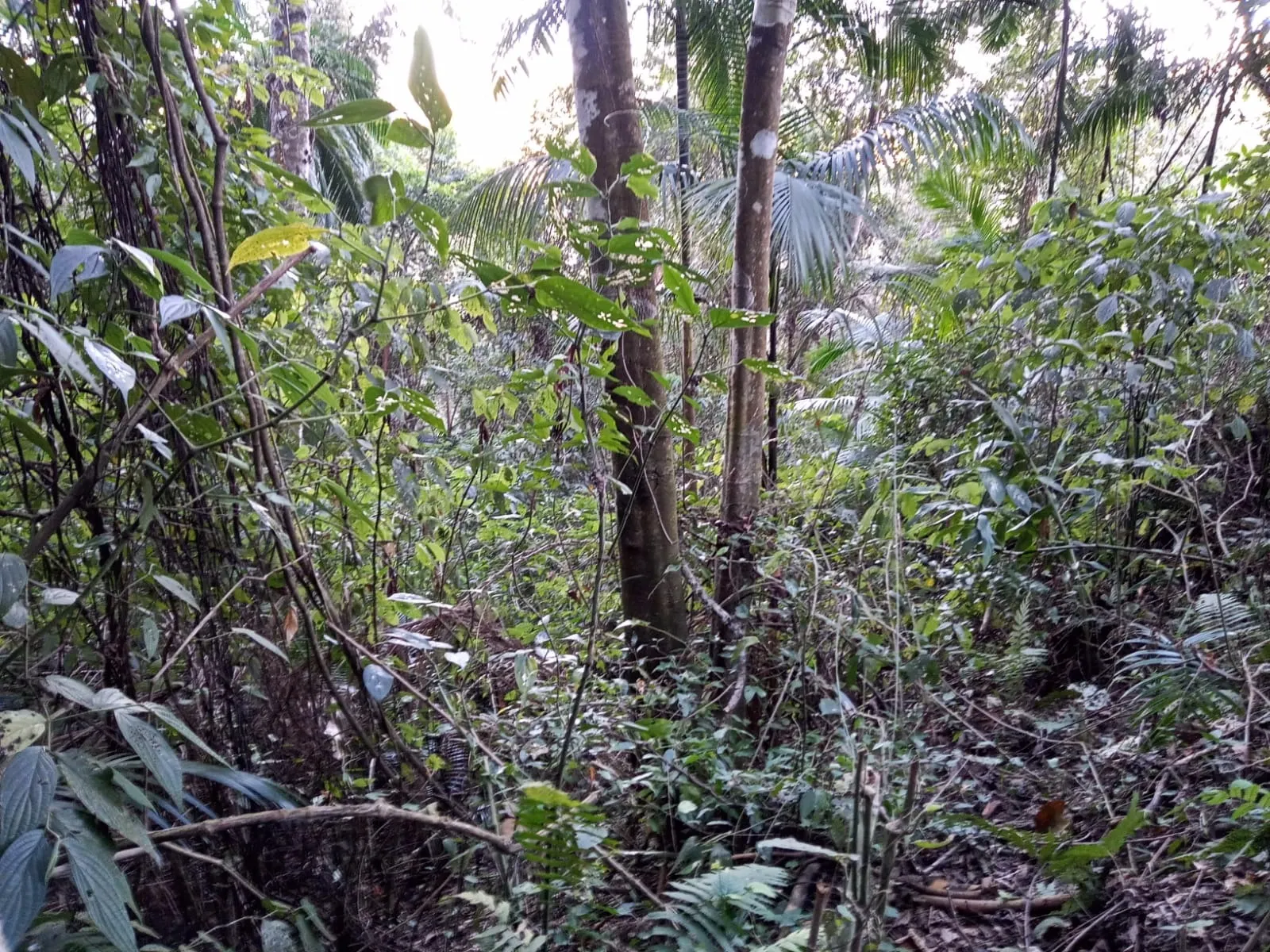 Sítio à venda de 19 ha em São José dos Campos, SP, Brasil