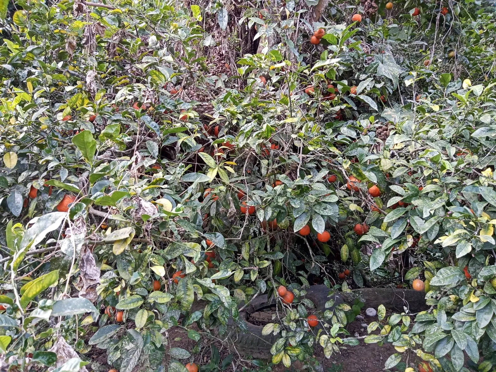Sítio à venda de 19 ha em São José dos Campos, SP, Brasil