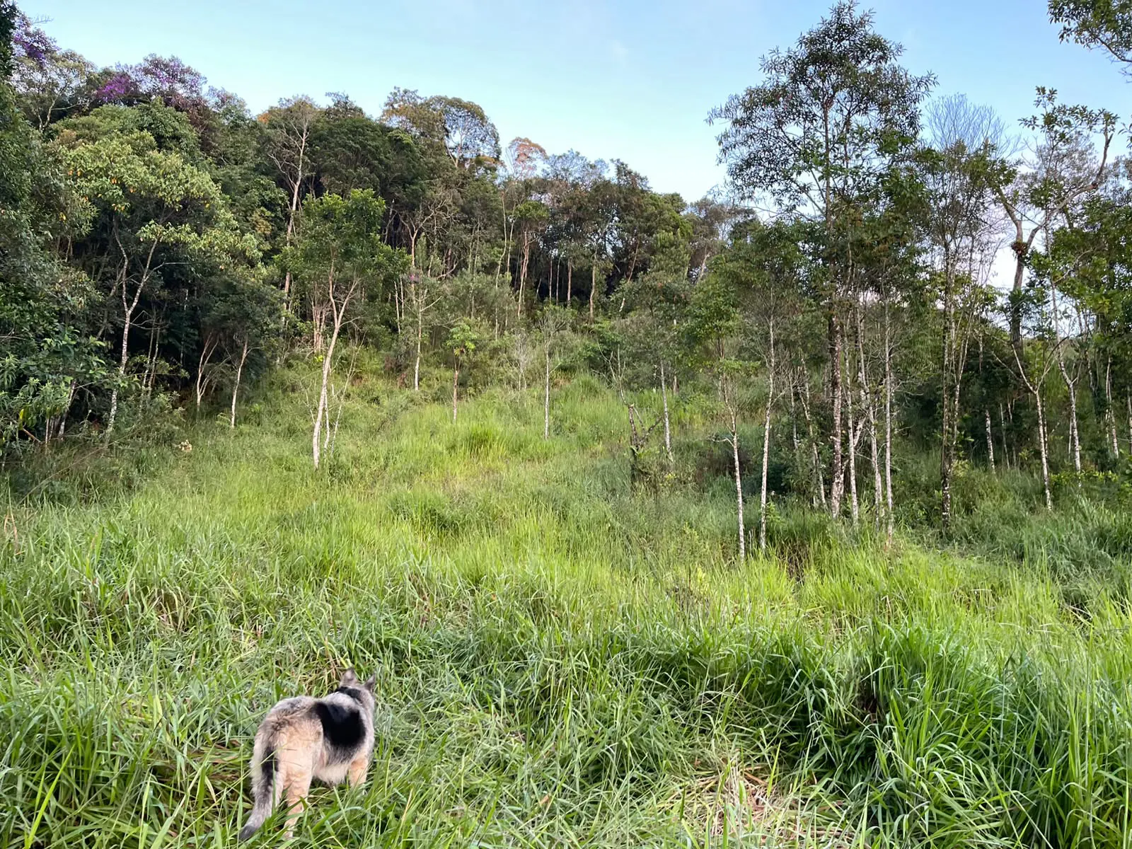 Sítio à venda de 2 ha em Nova Friburgo, RJ, Brasil