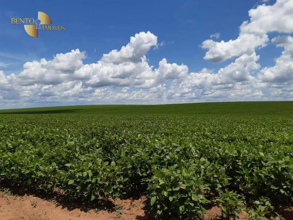Fazenda à venda de 260 ha em Rondonópolis, MT, Brasil