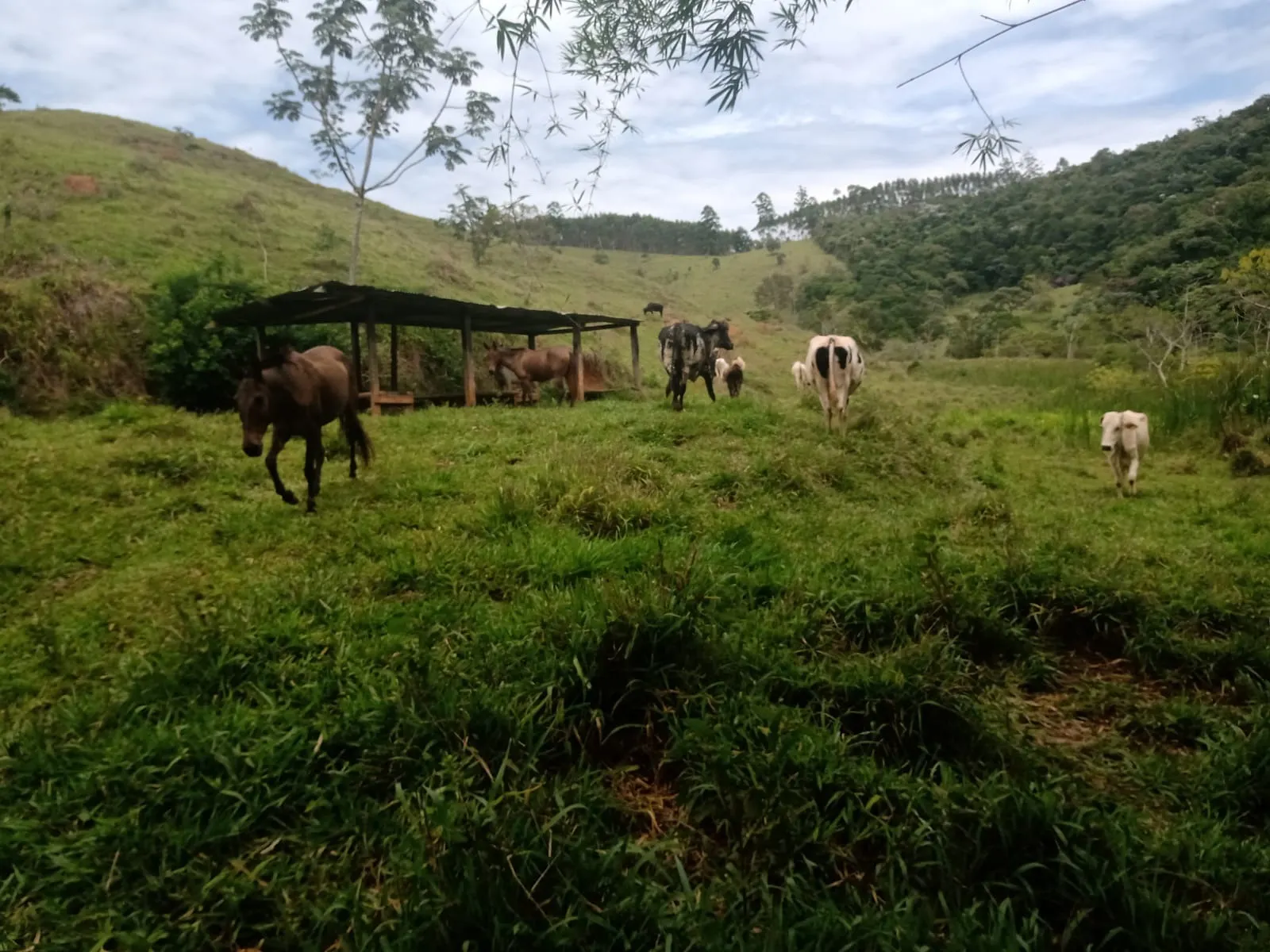 Farm for sale of 1,202 acres in Taubaté, SP, Brazil