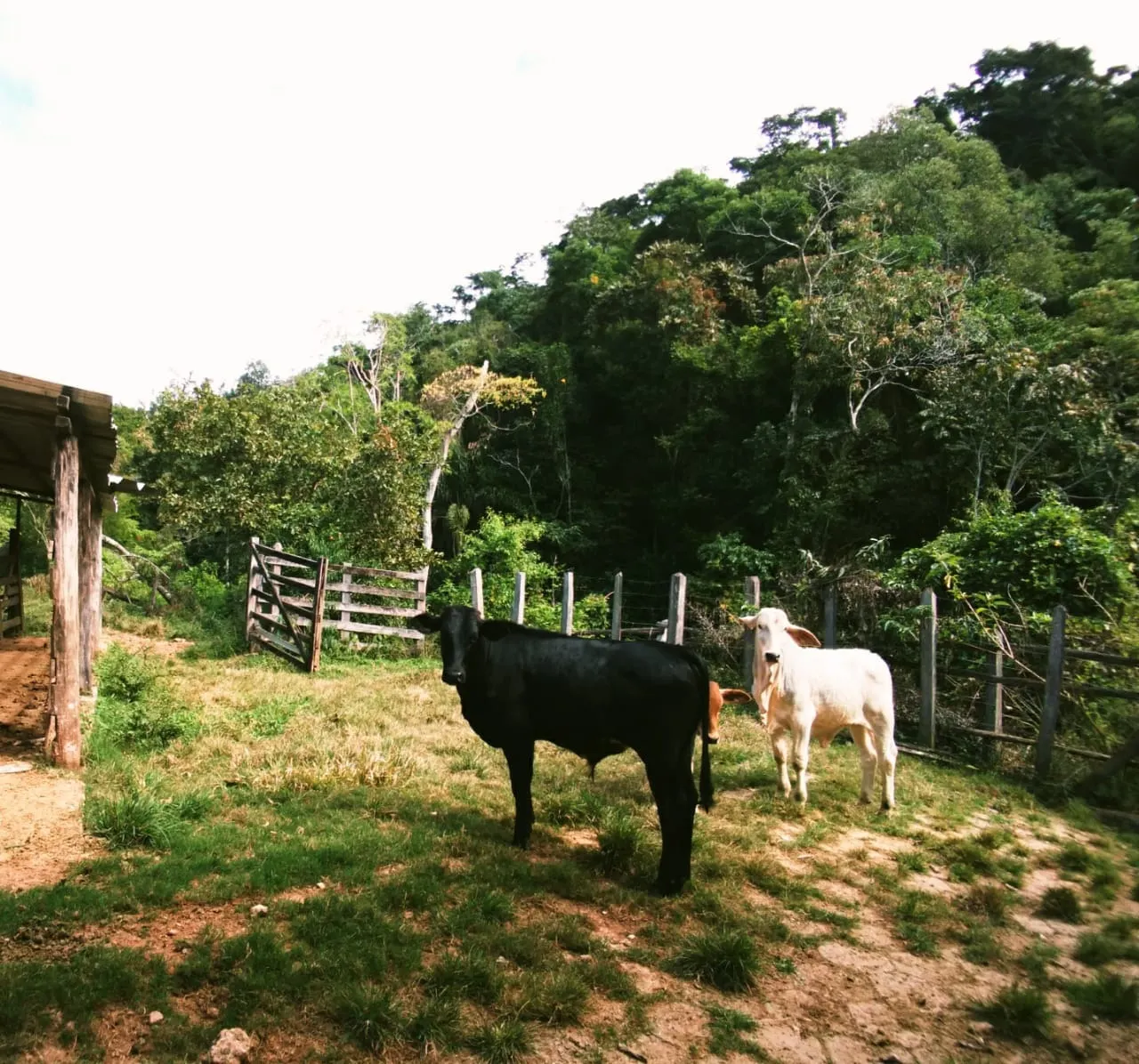 Farm for sale of 1,202 acres in Taubaté, SP, Brazil