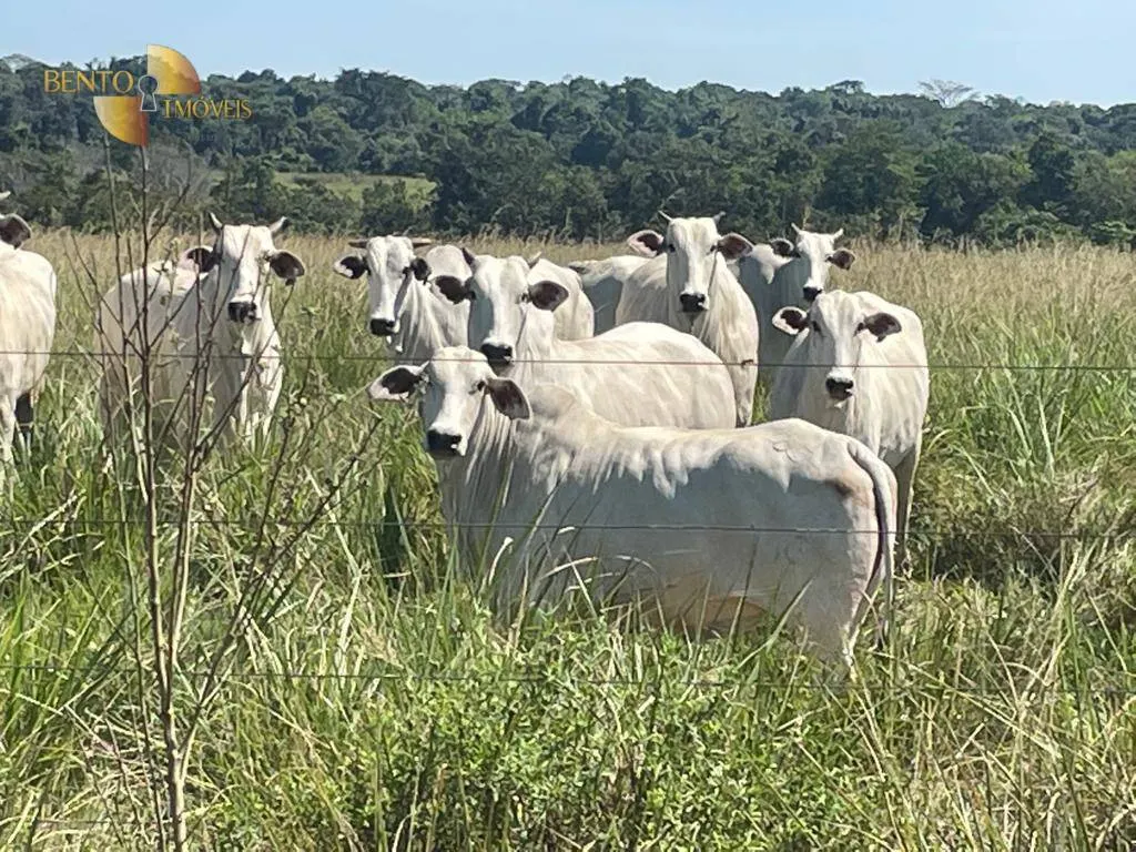 Fazenda à venda de 2.200 ha em Jangada, MT, Brasil