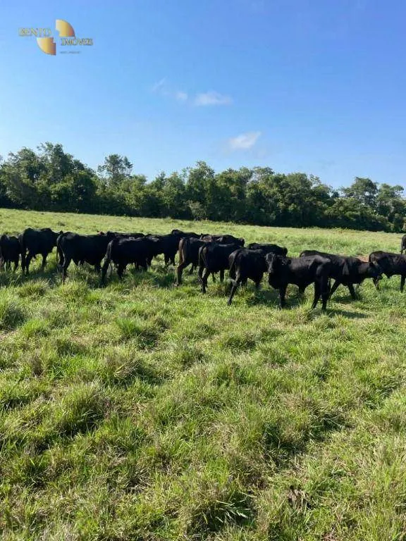 Fazenda à venda de 2.200 ha em Jangada, MT, Brasil
