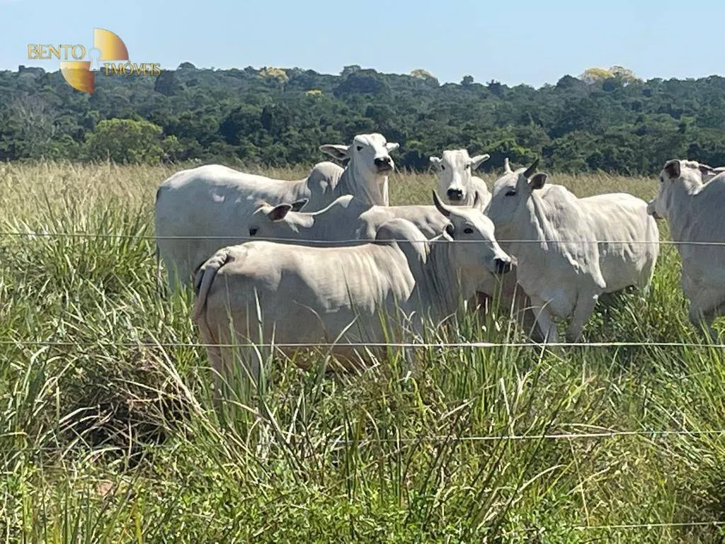 Fazenda à venda de 2.200 ha em Jangada, MT, Brasil