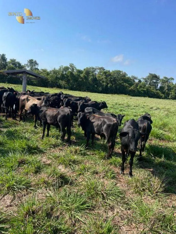 Fazenda à venda de 2.200 ha em Jangada, MT, Brasil