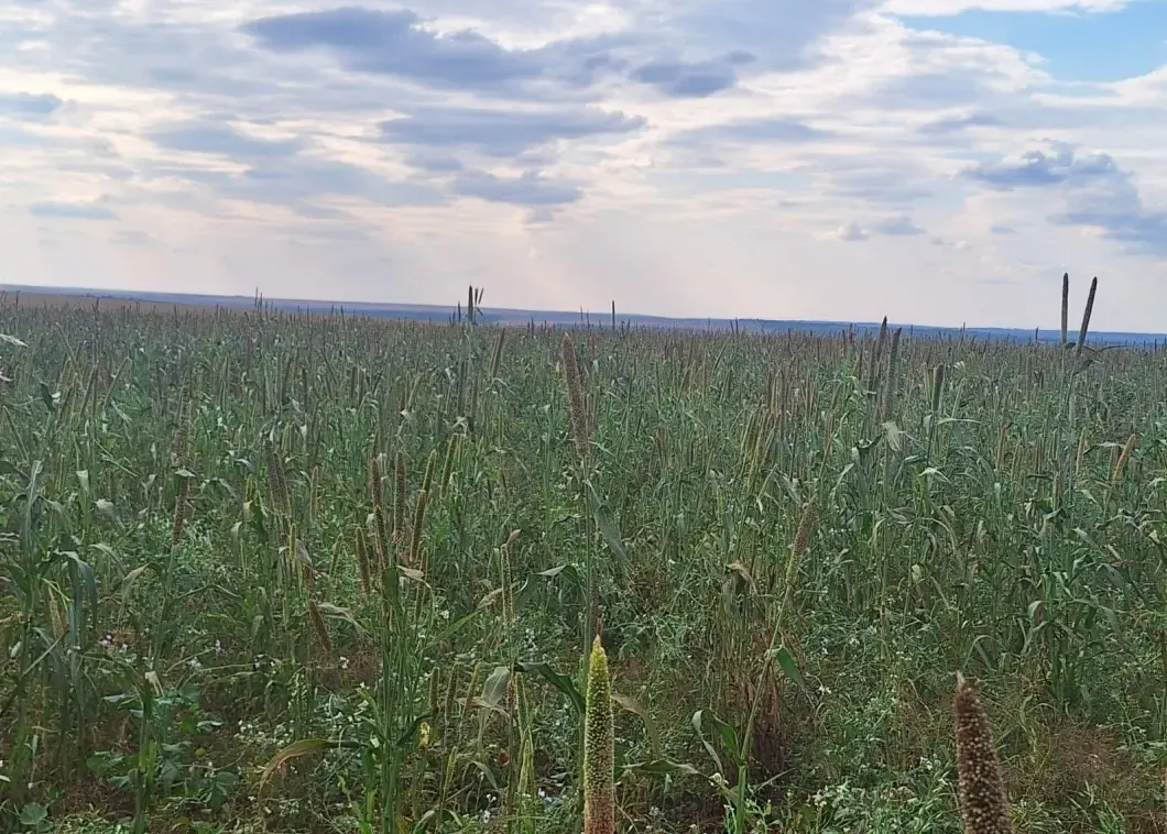 Comercial à venda de 32.500 ha em San Pedro de Ycuamandiyú, Paraguai