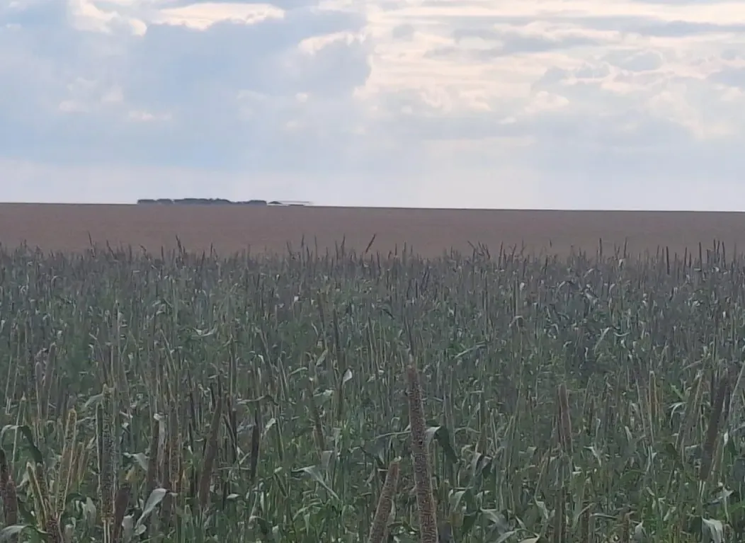 Comercial à venda de 32.500 ha em San Pedro de Ycuamandiyú, Paraguai