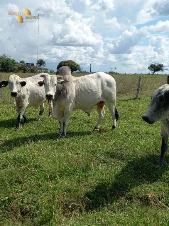 Fazenda à venda de 550 ha em Rosário Oeste, MT, Brasil