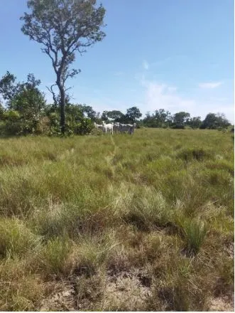Fazenda à venda de 3.146 ha em Cocalinho, MT, Brasil