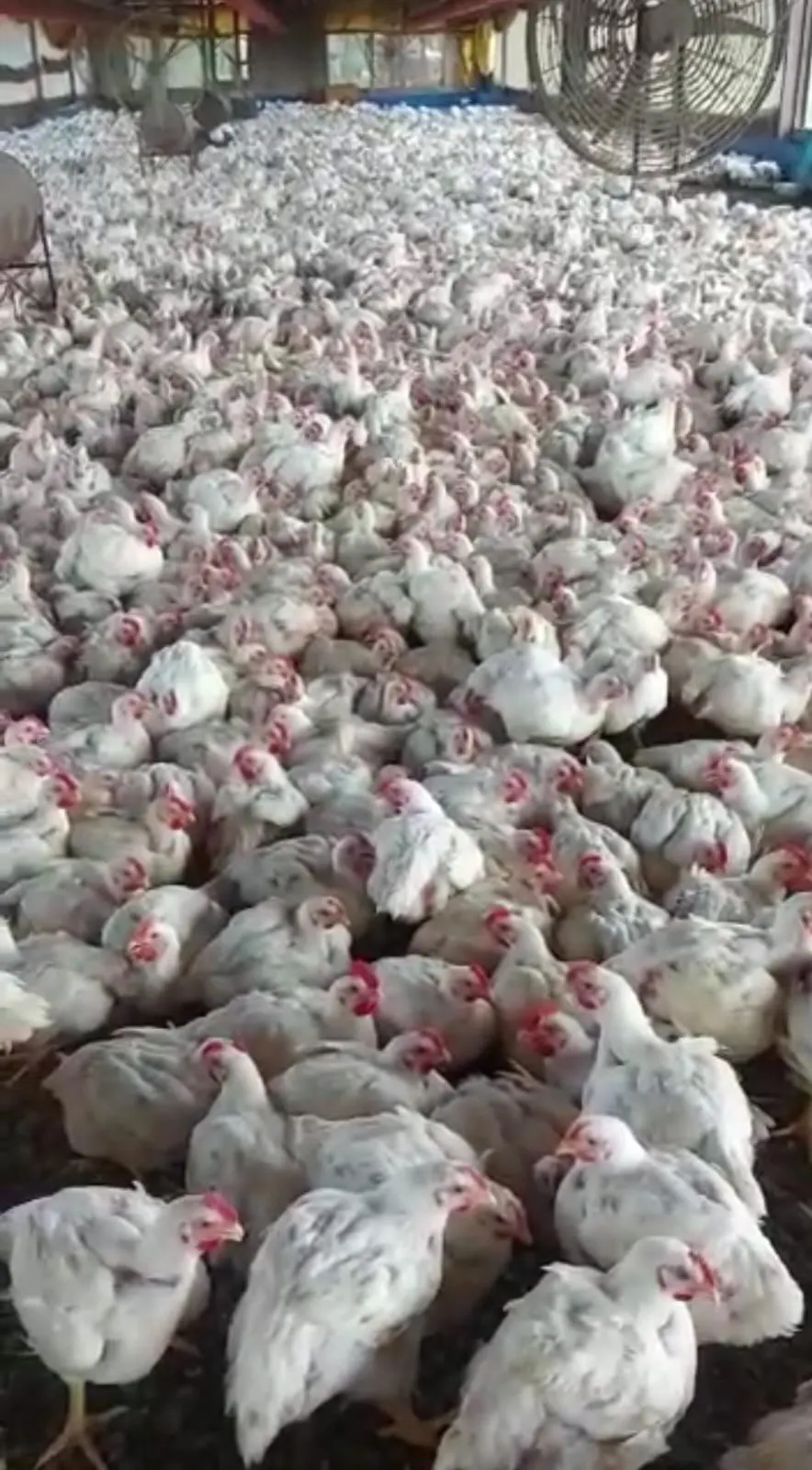 Sítio à venda e para Arrendar de 17 ha em Pilar do Sul, SP, Brasil