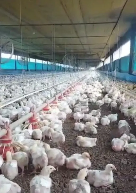 Sítio à venda e para Arrendar de 17 ha em Pilar do Sul, SP, Brasil