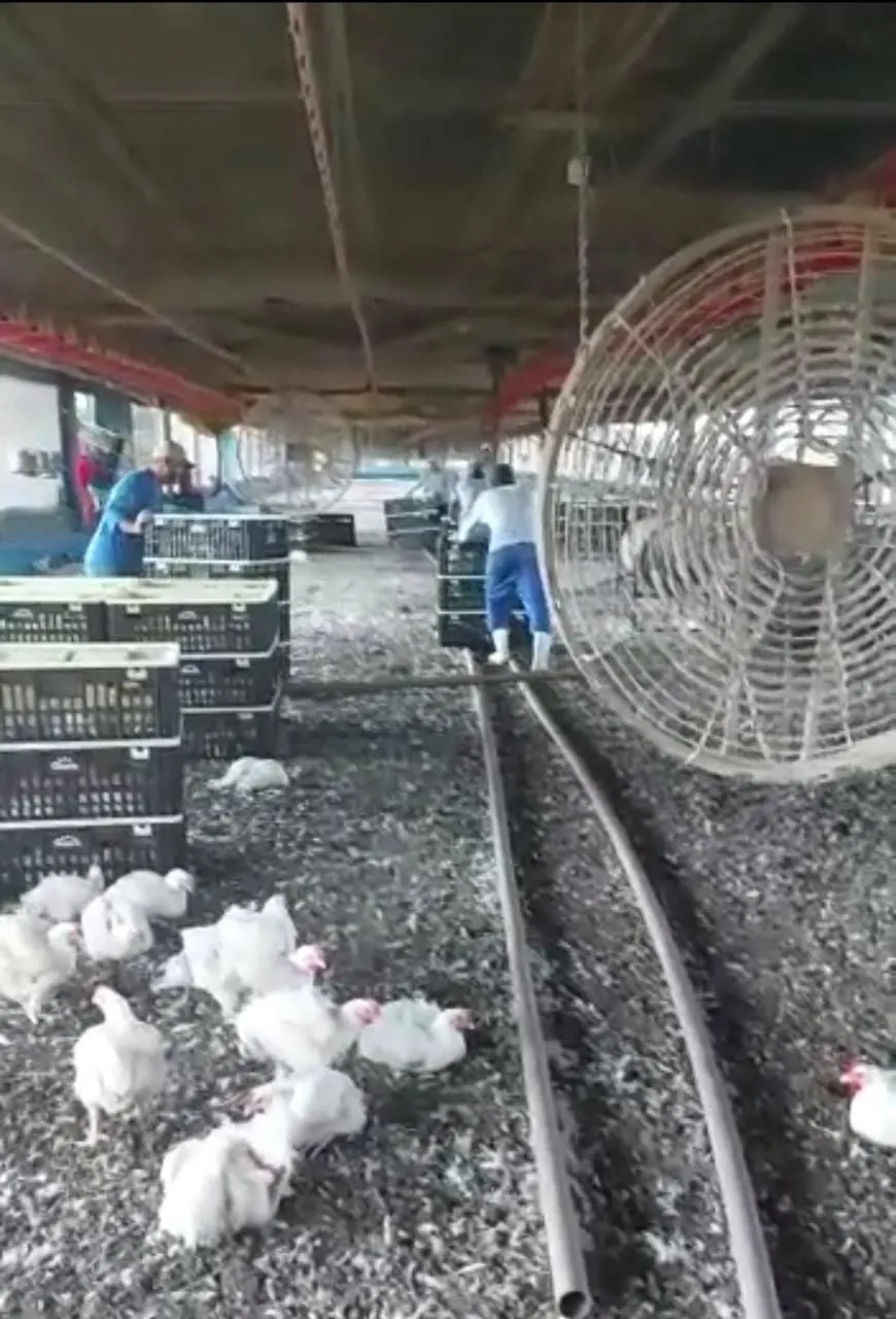 Sítio à venda e para Arrendar de 17 ha em Pilar do Sul, SP, Brasil