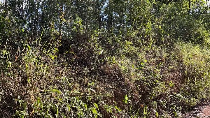 Country home for sale of 5 acres in Gravataí, RS, Brazil