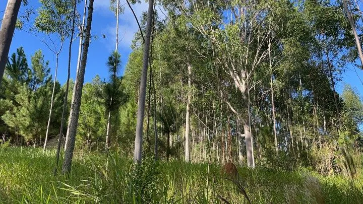 Country home for sale of 5 acres in Gravataí, RS, Brazil