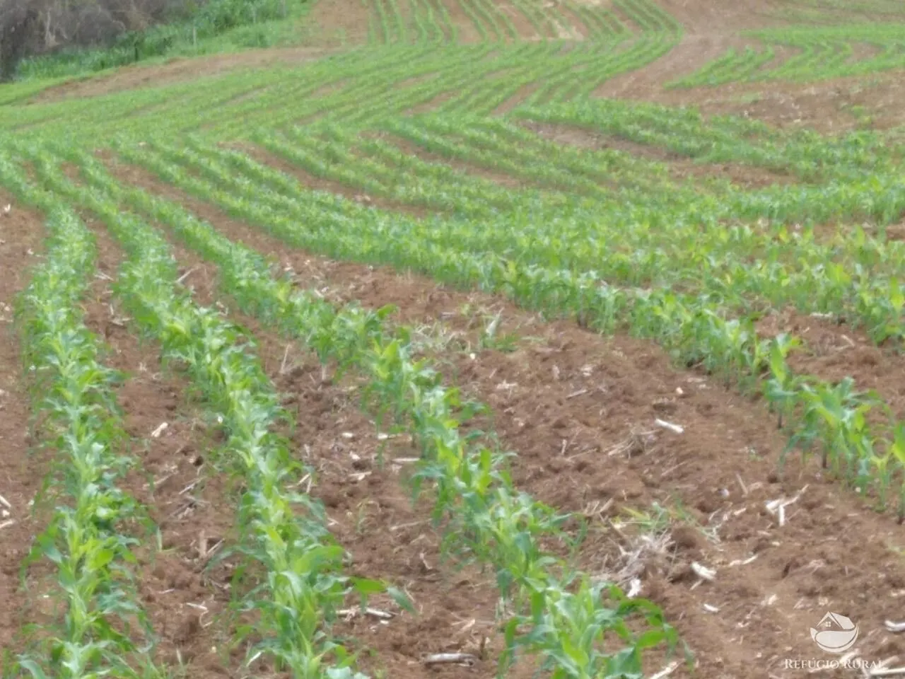 Fazenda à venda de 92 ha em São José do Barreiro, SP, Brasil
