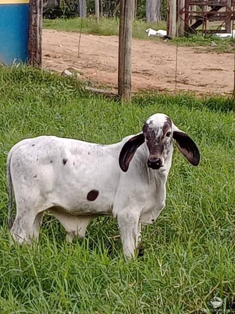 Fazenda à venda de 92 ha em São José do Barreiro, SP, Brasil