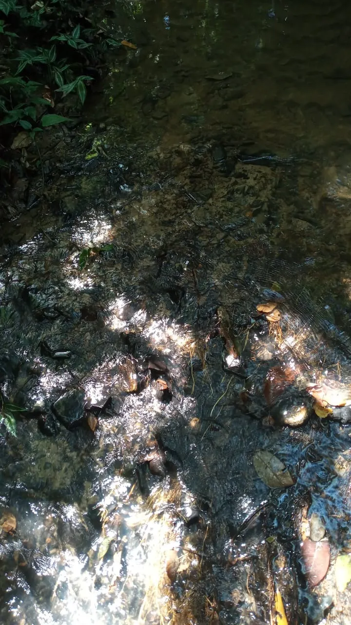 Chácara à venda de 4 ha em São Miguel Arcanjo, SP, Brasil