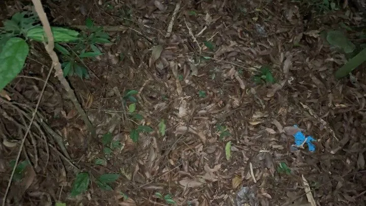 Chácara à venda de 4 ha em Santo Antônio da Patrulha, RS, Brasil