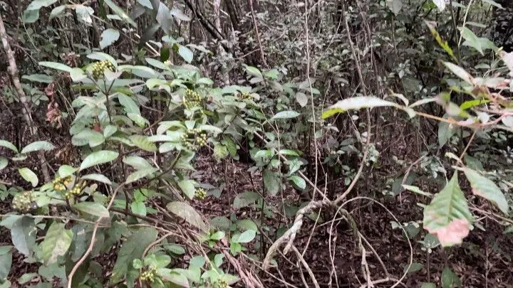 Chácara à venda de 4 ha em Santo Antônio da Patrulha, RS, Brasil