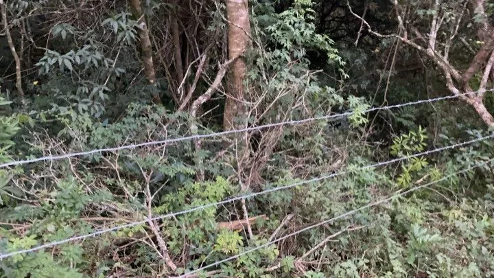 Chácara à venda de 4 ha em Santo Antônio da Patrulha, RS, Brasil