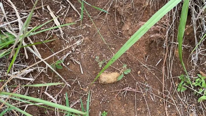 Chácara à venda de 4 ha em Santo Antônio da Patrulha, RS, Brasil