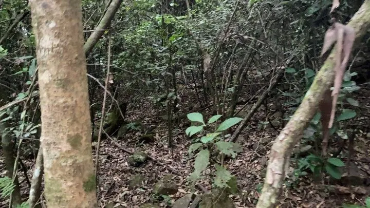 Chácara à venda de 4 ha em Santo Antônio da Patrulha, RS, Brasil