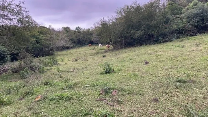Chácara à venda de 4 ha em Santo Antônio da Patrulha, RS, Brasil