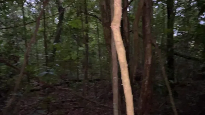Chácara à venda de 4 ha em Santo Antônio da Patrulha, RS, Brasil
