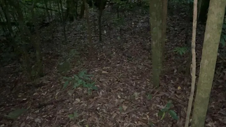 Chácara à venda de 4 ha em Santo Antônio da Patrulha, RS, Brasil