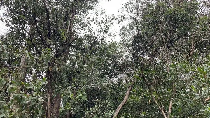 Chácara à venda de 4 ha em Santo Antônio da Patrulha, RS, Brasil