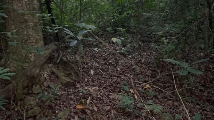 Chácara à venda de 4 ha em Santo Antônio da Patrulha, RS, Brasil