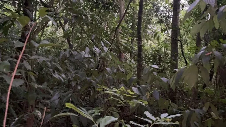 Chácara à venda de 4 ha em Santo Antônio da Patrulha, RS, Brasil