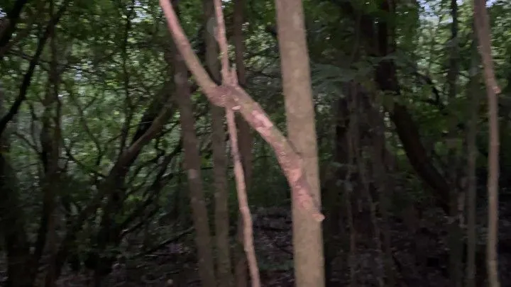 Chácara à venda de 4 ha em Santo Antônio da Patrulha, RS, Brasil