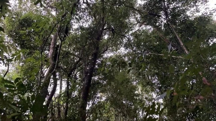 Chácara à venda de 4 ha em Santo Antônio da Patrulha, RS, Brasil