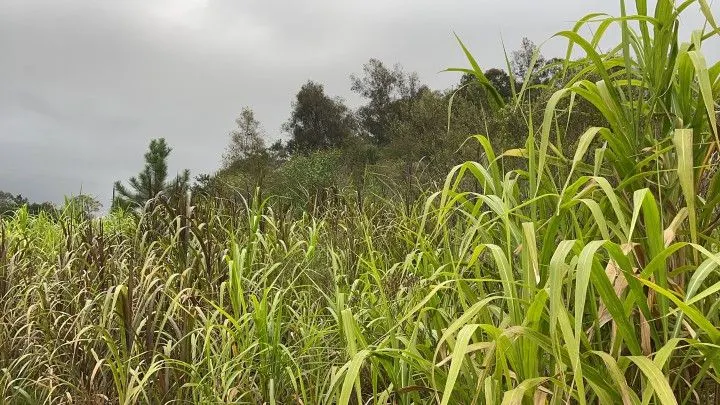 Chácara à venda de 4 ha em Santo Antônio da Patrulha, RS, Brasil