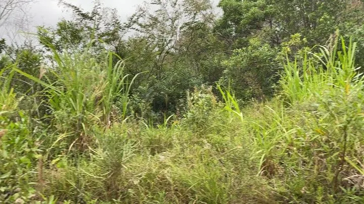Chácara à venda de 4 ha em Santo Antônio da Patrulha, RS, Brasil
