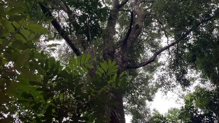 Chácara à venda de 4 ha em Santo Antônio da Patrulha, RS, Brasil